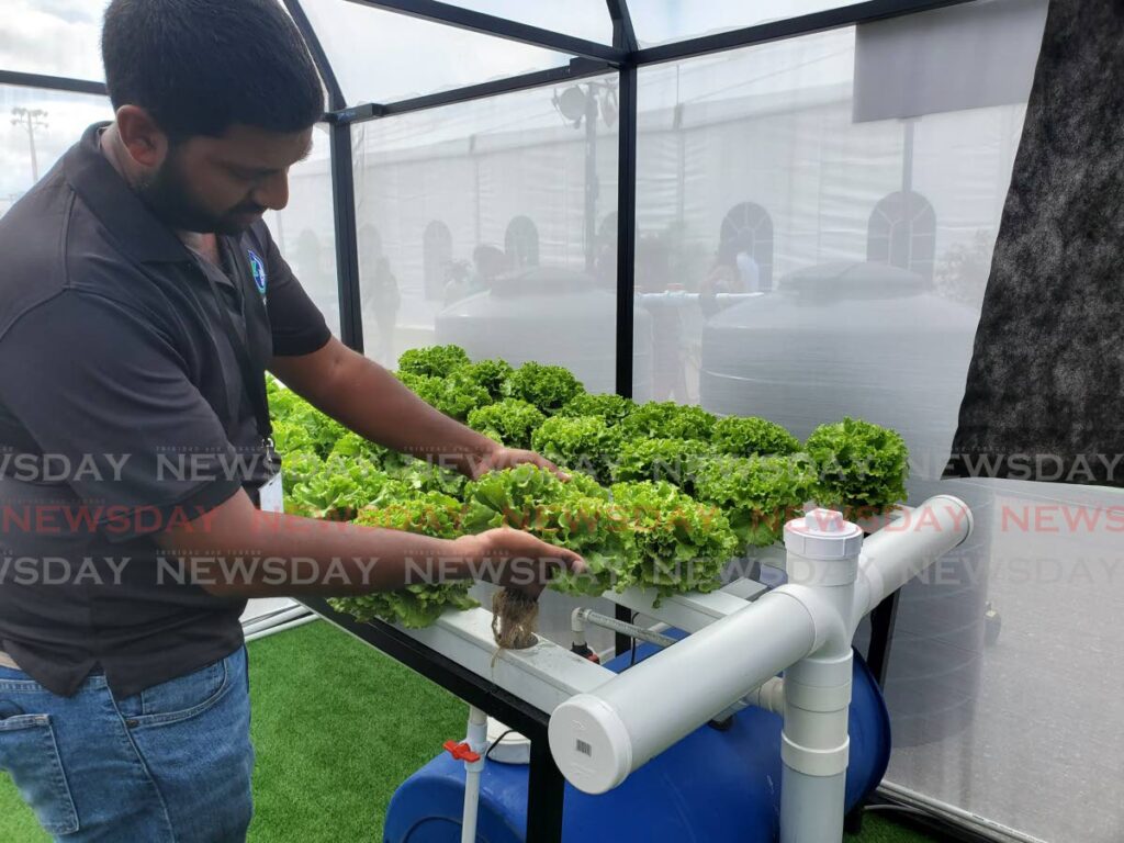 Lettuce grown using a hydroponics system. - File photo by Vishanna Phagoo
