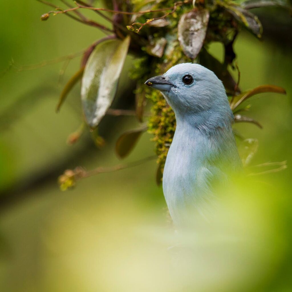 A blue-grey tanager from Tobago, bluer than its Trinidadian counterpart. - Faraaz Abdool