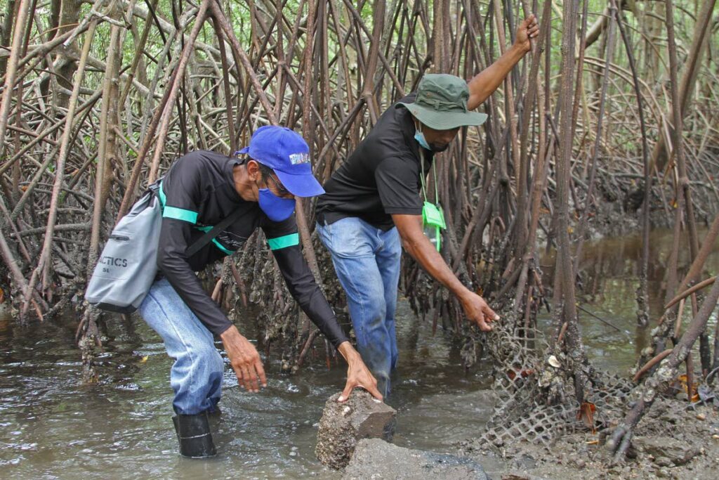 Adesh Singh, president of the Woodland Flood Action group, and Edward Moodie, president of the South Oropouche Riverine Flood Action group, pull trash from the mangrove at Mosquito Creek river.  FILE PHOTO - 