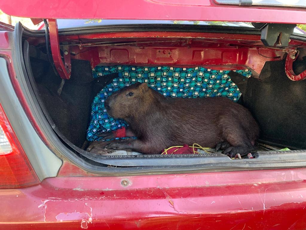 The captured capybara rests in the trunk of envinornmentalist Ricardo Meade's car at the Winston Nanan Caroni Bird Sanctuary where it was set free.