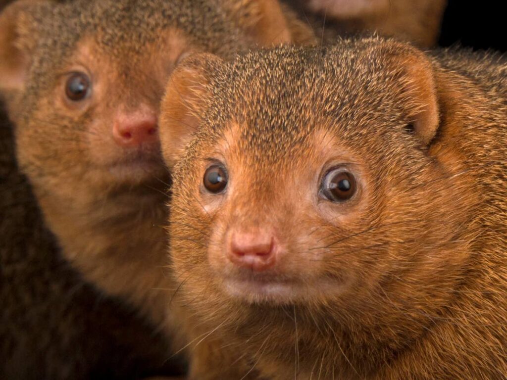 Mongooses were brought to Trinidad in ships from India. 
Source: nationalgeographic.com - 