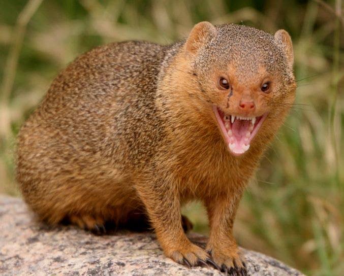 Mongoose, a snake's worst nightmare - Trinidad and Tobago Newsday
