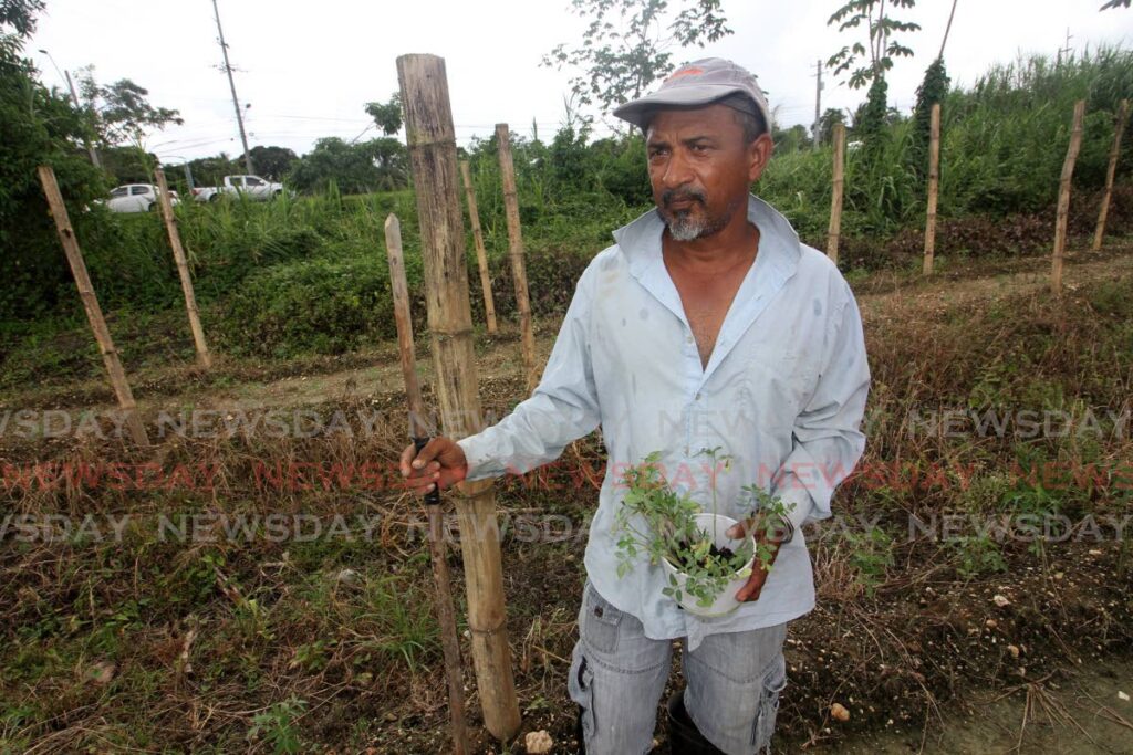Short crop farmer Vernon Quintero holds tomato seedlings to plant at his farm in Valencia. - ANGELO MARCELLE