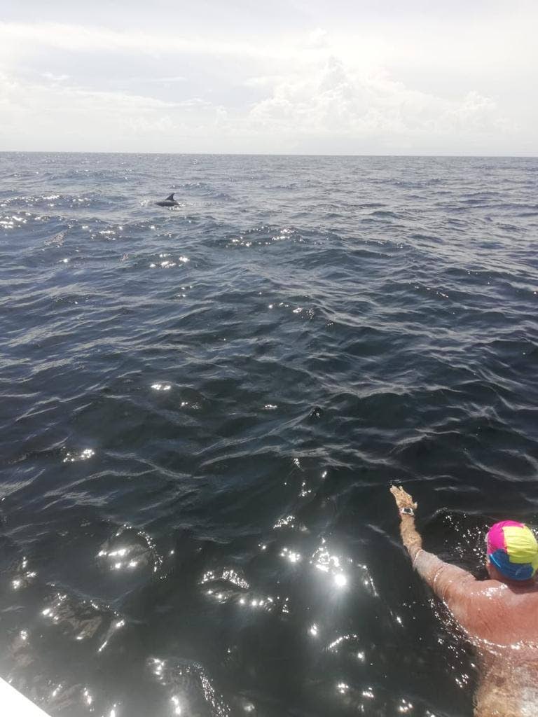Tobago to Trinidad swimmers encountered a pod of dolphins on their journey.   - 