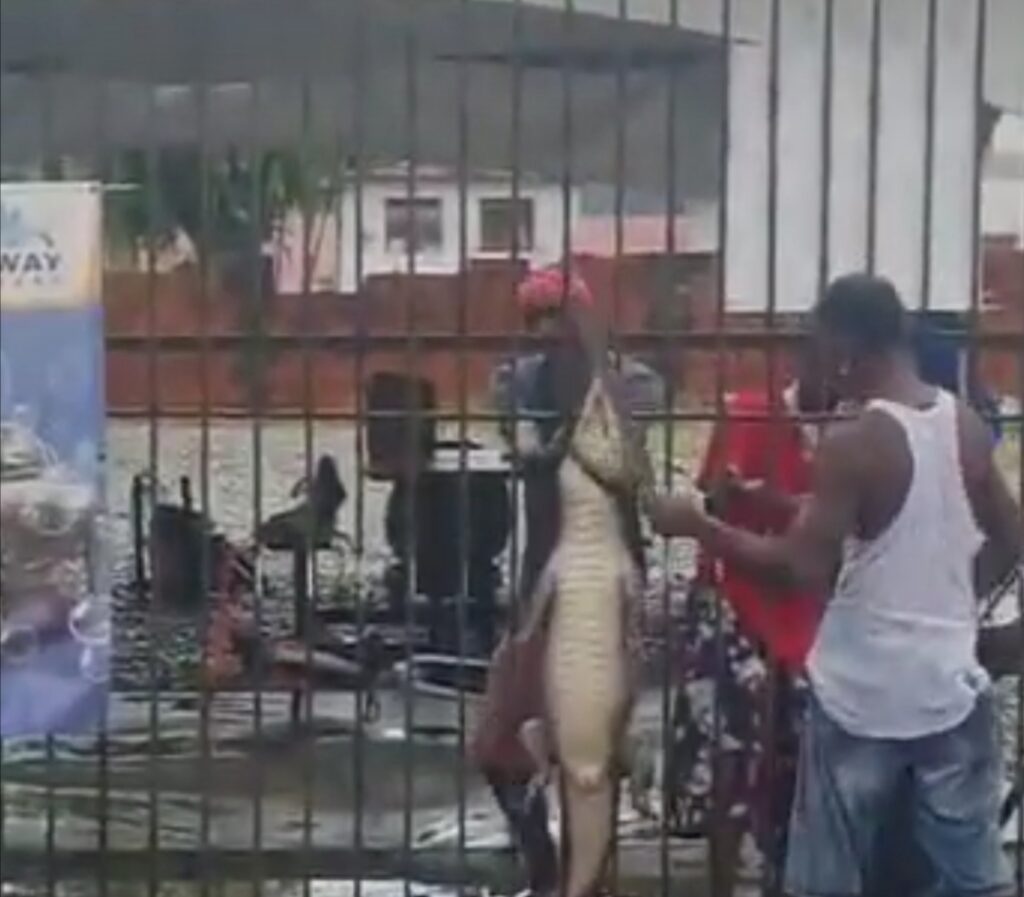 Screenshot from a video showing a man beating a caiman. - 