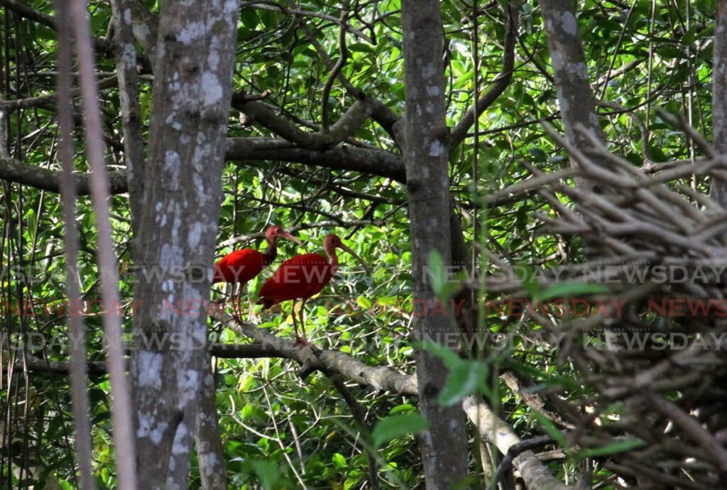 Two scarlet ibis in the Caroni Bird Santuary. - Photo by Angelo Marcelle
