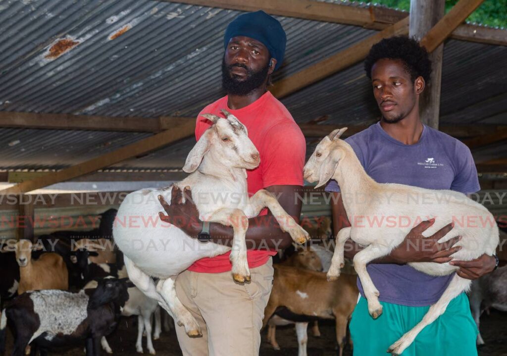 Farmer Kyle Joseph, left, and NKosi Toney, hold kids at Melchi Farms Ltd, Carnbee, Tobago. File photo/David Reid 
