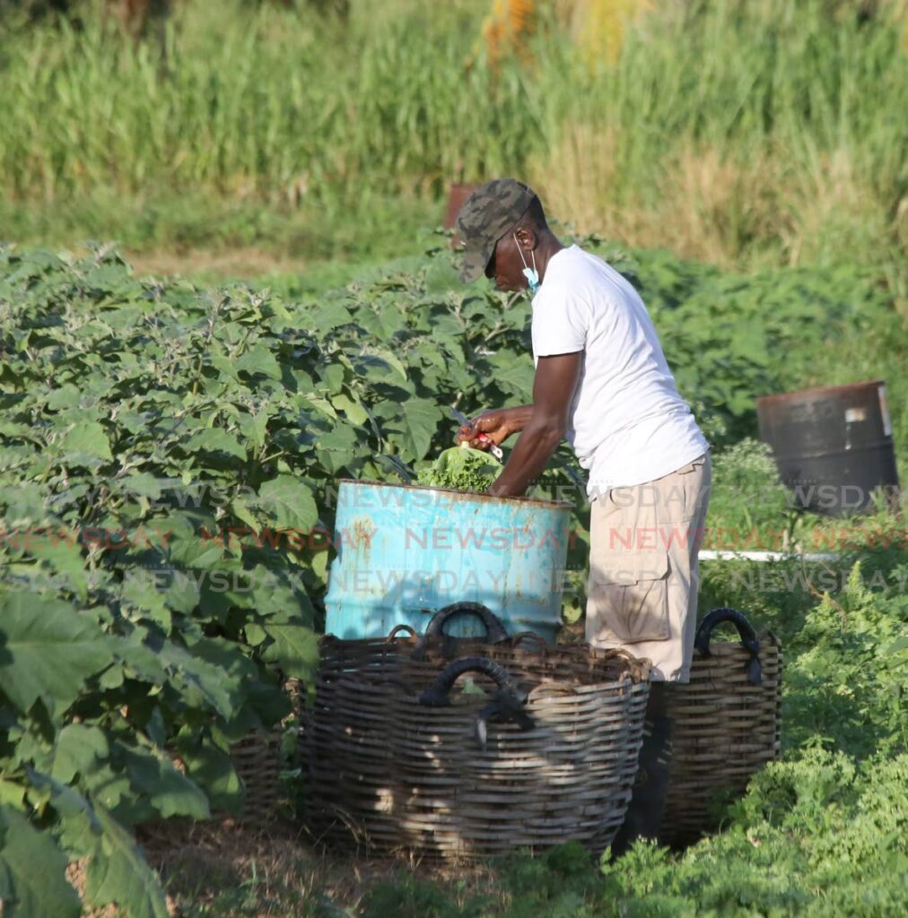 A farmer attends to his lettuce crop in Bon Air West in east Trinidad - File Photo by Sureash Cholai