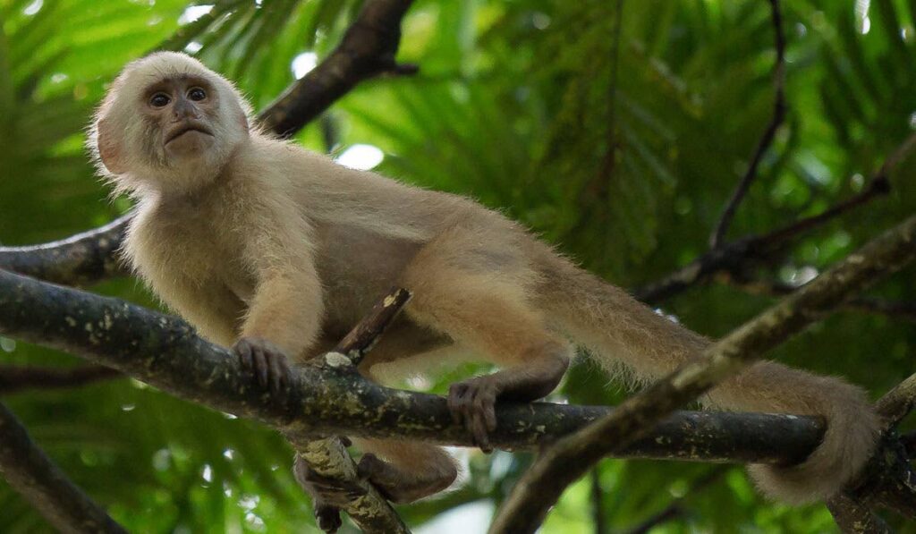 White-fronted capuchin monkey. - El Socorro Centre for Wildlife Conservation