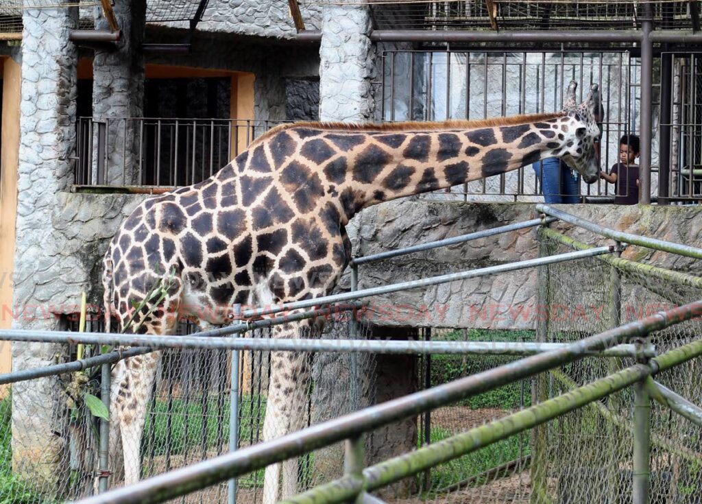 Reuel Ahong 4 , helps feed a giraffe at the Emperor Valley Zoo, Port of Spain. - ROGER JACOB