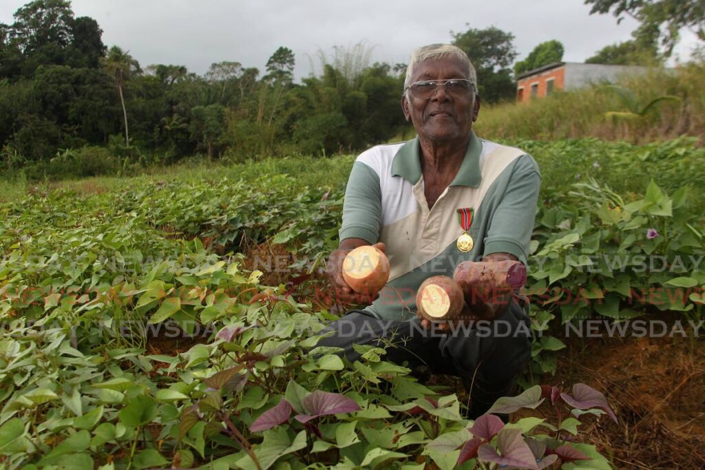 Chaconia gold medal recipient Ramdeo Boondoo on his sweet potato farm in Palmiste. Photos by Roger Jacob
