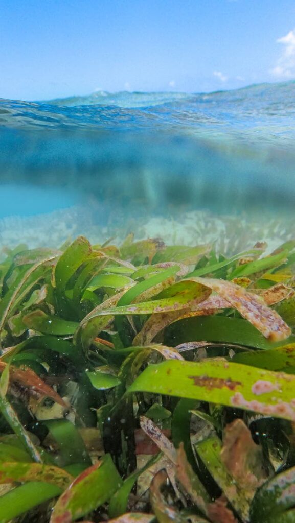 Thalassia – seagrass bed - Christel Mohammed