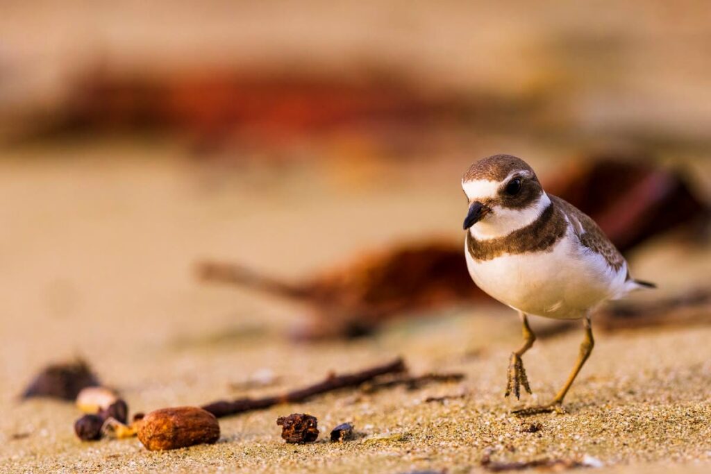 This juvenile semipalmated plover made its very first migration, landing at Bloody Bay in August this year. Its survival hangs in the balance as a free-roaming cat was also seen prowling the beach. - Faraaz Abdool