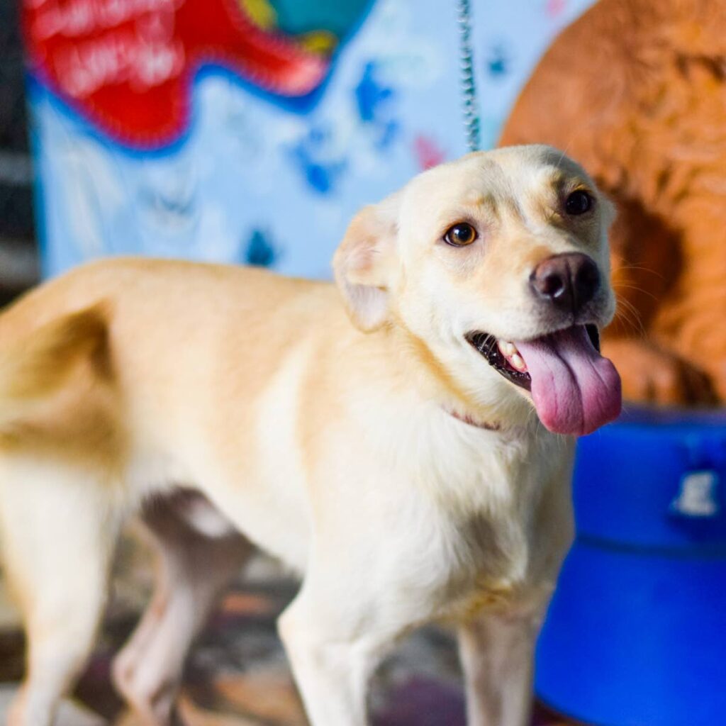 A three-year-old dog at TTSPCA's Tobago shelter needs a home.  Photo courtesy TTSPCA