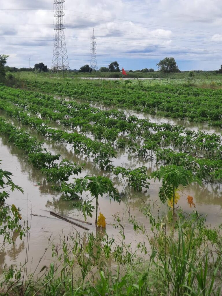 A farmer's field in Penal following recent flooding. - 