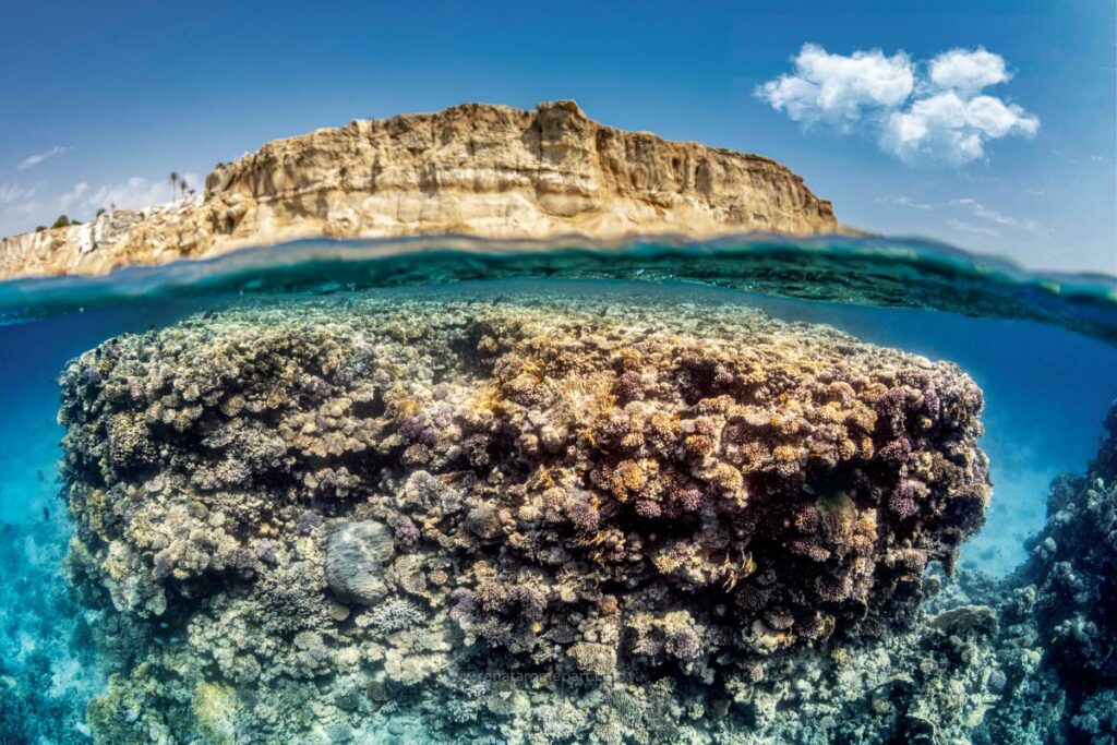 High risk ecosystems include the coral reefs in Sharm el Sheikh, Egypt, Red Sea. Photo courtesy Renata Romeo  - 