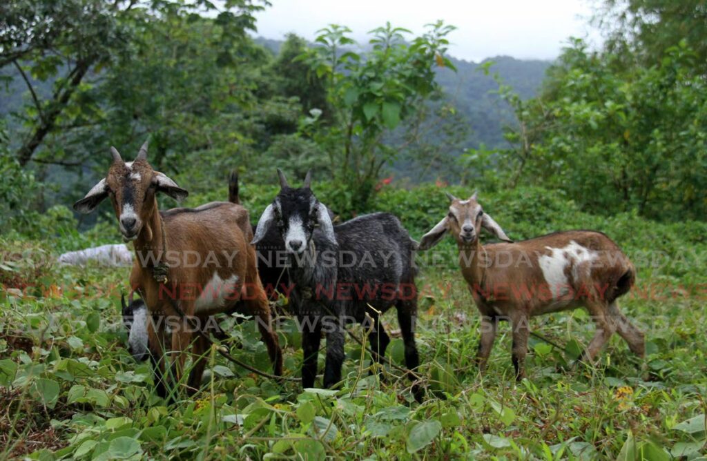 Three goats at the roadside set out to graze off the Toco Main Road.  - AYANNA KINSALE
