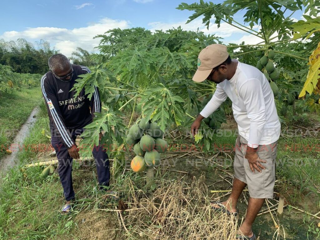 Farmer Junior Madoo, left, and Marlon Mathura president of the Jerningham Junction Farmers' Association examine the impact of flooding at a paw paw field in Cunupia. - File photo/Darren Bahaw