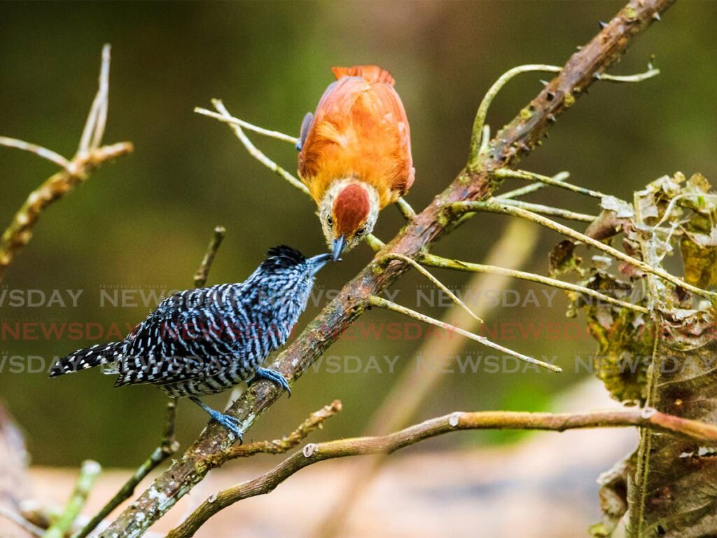 The male barred antshrike, left, presents the female, right, with an insect snack. Tender moments like this between a bonded pair of birds is not uncommon. Photo by Faraaz Abdool