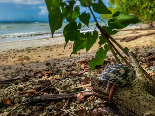 The Caribbean hermit crab moves on land and sea for survival. Photo by Joanne Husain