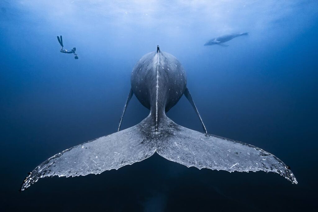 A humpback whale, Reunion Island. Photo courtesy François Baelen/Ocean Image Bank - 