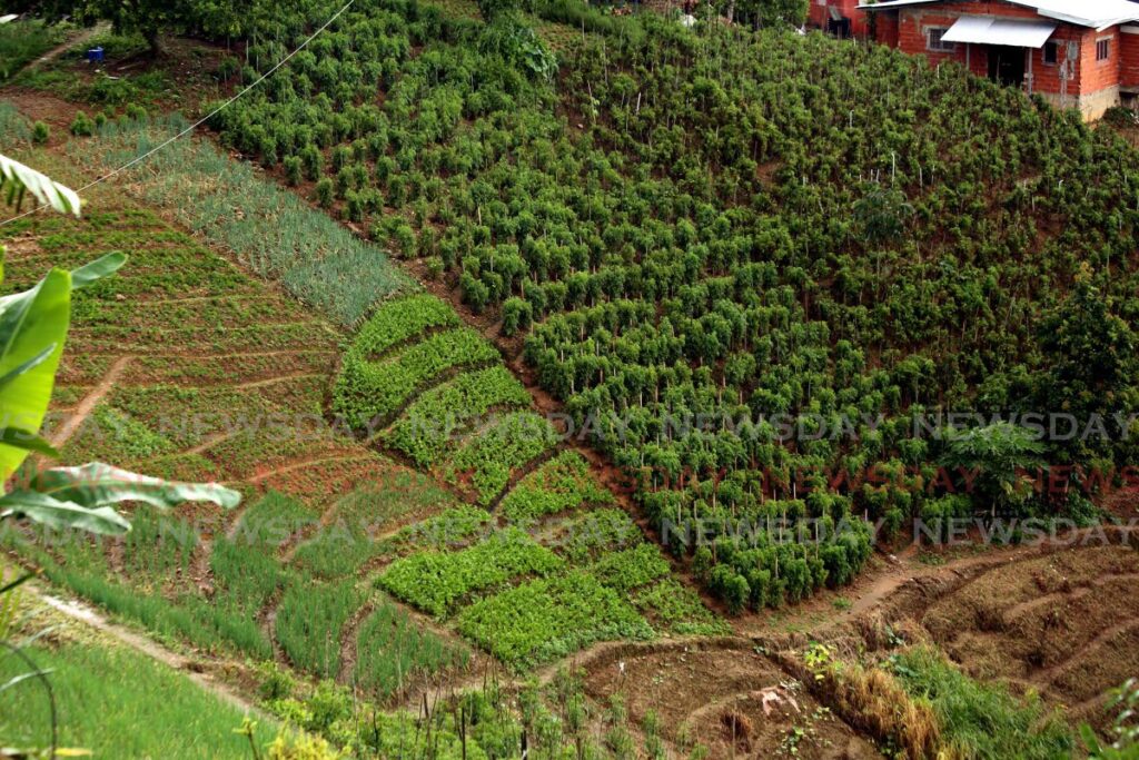 Hillside farming in Paramin, the home of fresh seasoning. - File photo/SUREASH CHOLAI
