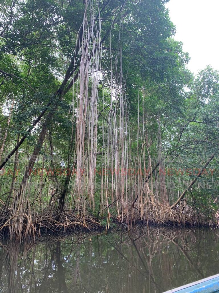 Mangrove roots stretch from the tree top to the water at the Caroni Swamp.  Photo by Darren Bahaw