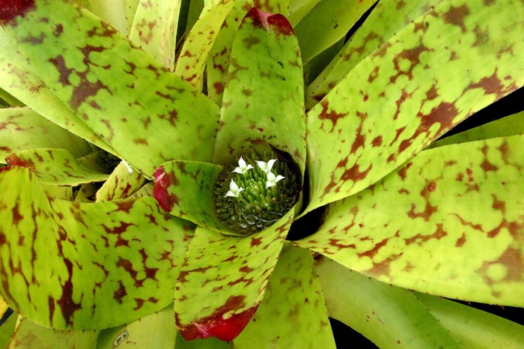 Crypthanthus bromeliads respond well to regular fertilisation. 