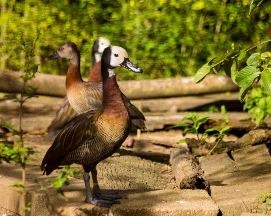 White-faced whistling ducks at the Pointe-a-Pierre Wildfowl Trust. Photo courtesy  Pointe-a-Pierre Trust FB page