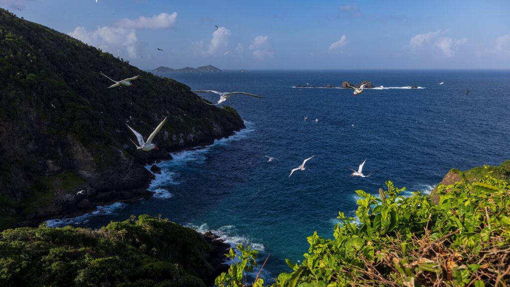 Experience the red-billed tropicbirds in flight at eye level from the lookout point on Little Tobago.  - Joanne Husain
