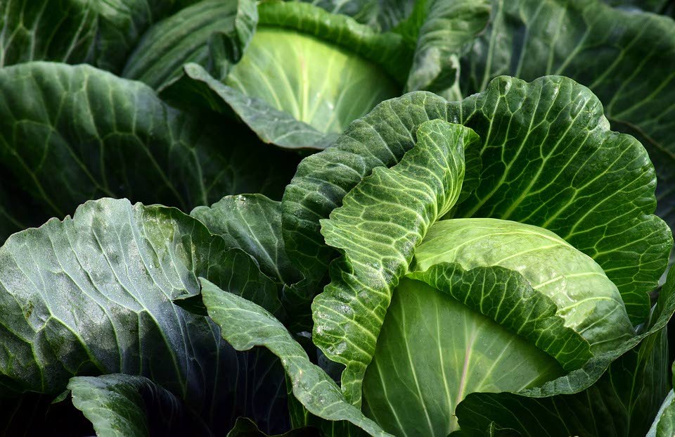 A farmer reported to police on Monday he sprayed his cabbage with an insecticide but later realised some of his produce was stolen.- File photo -