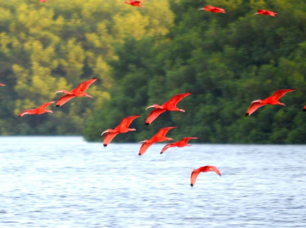 Scarlet ibis flying to their roost in the Caroni Swamp. - 