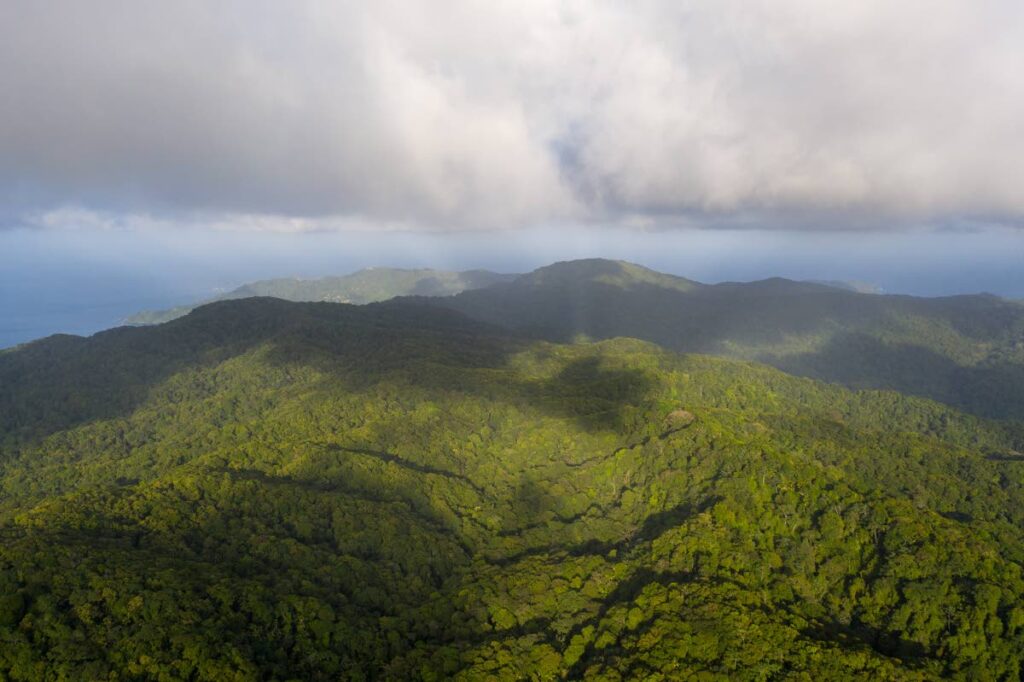 A scenic overhead view of the Main Ridge Forest reserve in Tobago, one of the oldest protect rainforests in the Western Hemisphere.  - Jeff K. Mayers