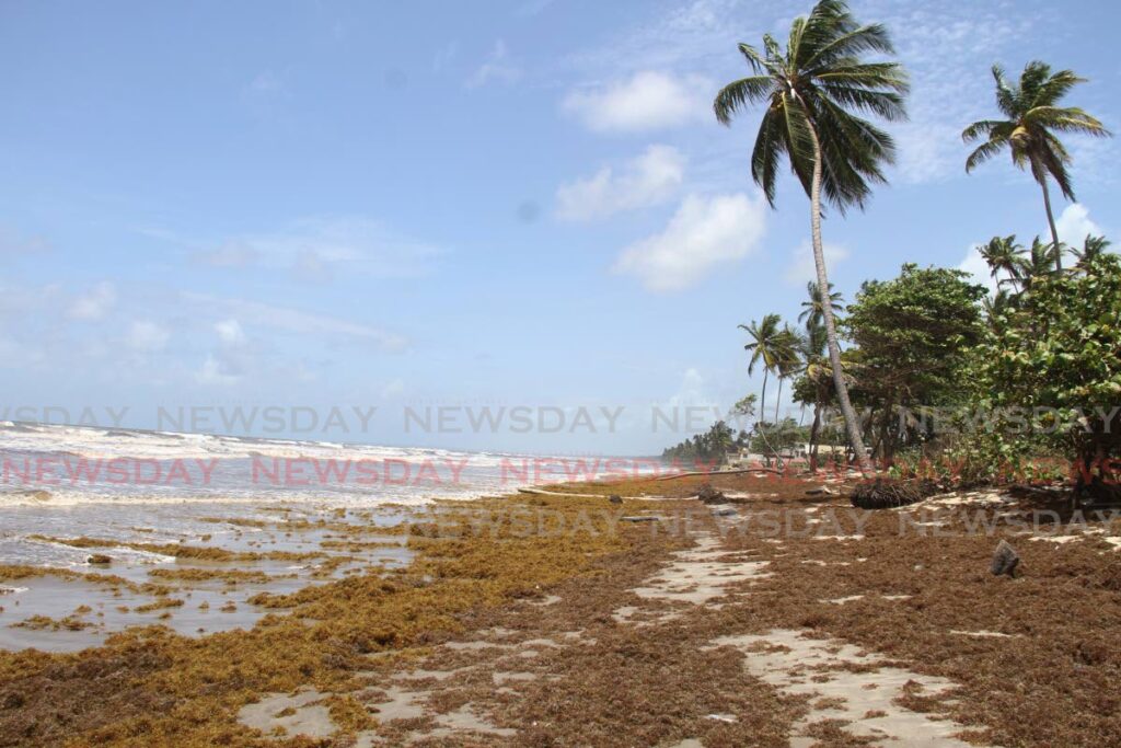In this file photo, the shoreline at Manzanilla beach is covered with sargussum seaweed in May 2021.  - File photo/AYANNA KINSALE 