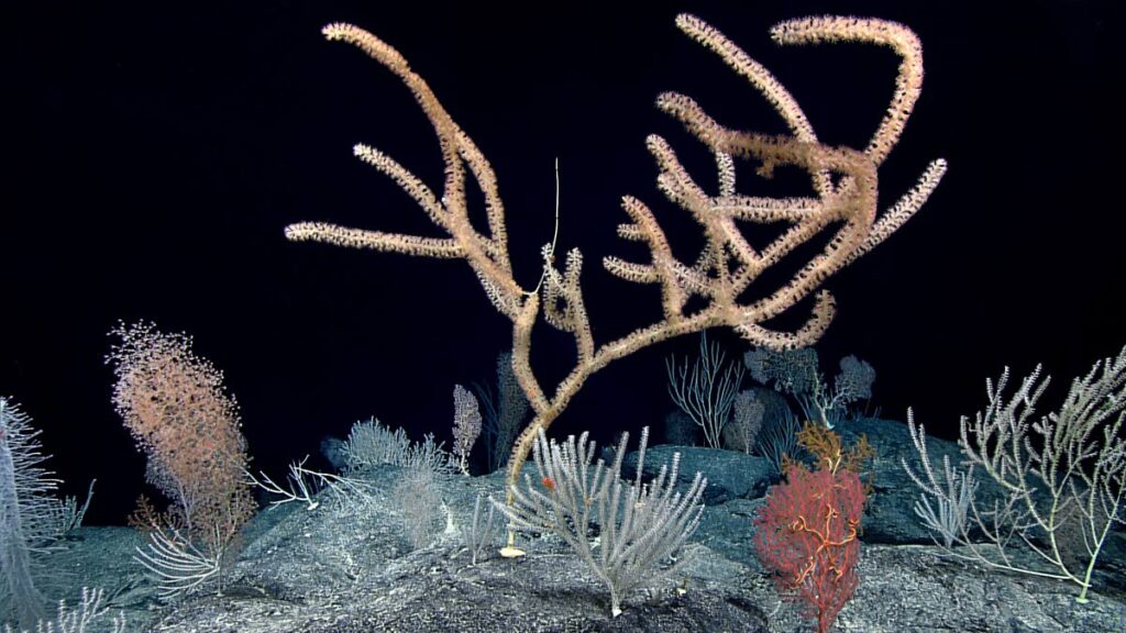 Deep-sea corals.  Photos courtesy NOAA Office of Ocean Exploration and Research - 