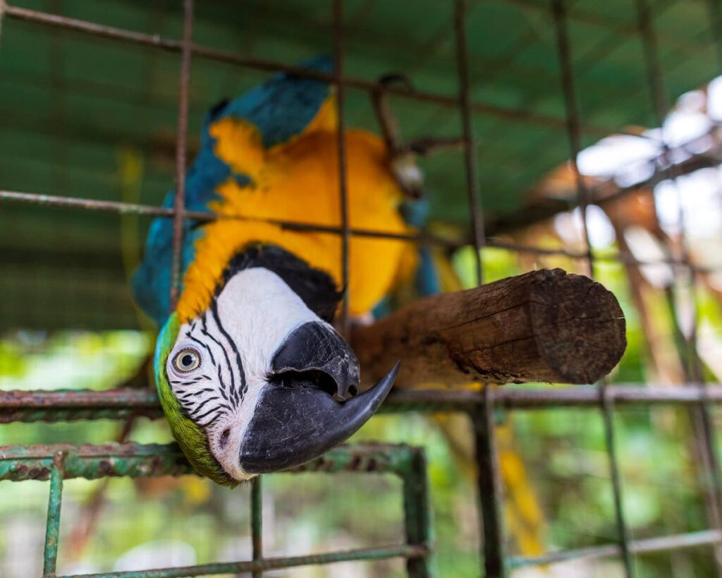 Frankie, a blue-and-yellow macaw rescued from the horrors of the illegal wildlife trade; sadly injuries sustained mean he will never be able to mate or fly. - 
Faraaz Abdool