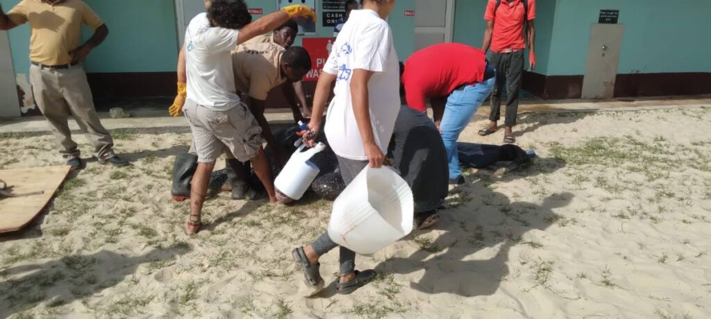 Rescuers at Maracas Beach keeping the leatherback turtle, which stumbled into the bathroom area, hydrated as they usher the animal back out to sea. Photo Courtesy Udecott