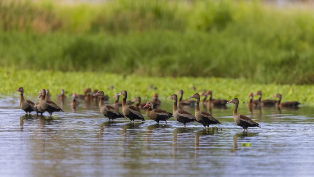 Preserving wetlands for the birds - Trinidad and Tobago Newsday