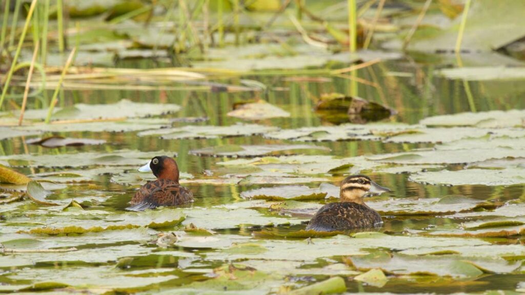 A pair of secretive masked ducks among aquatic vegetation in a secluded pond in Lowlands. Only the males have a bright blue bill, females are better equipped at camouflage. - 