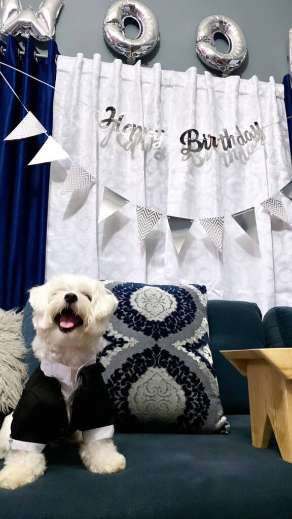 Maltese puppy Malakai celebrated his second birthday on December 17, 2021, days before it was mauled by a neighbour's dog. - 