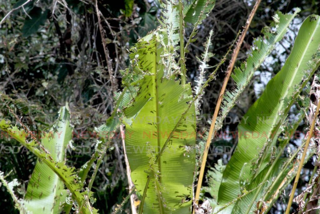 Locusts swarm plants in Brasso Venado in April 2018. - File photo