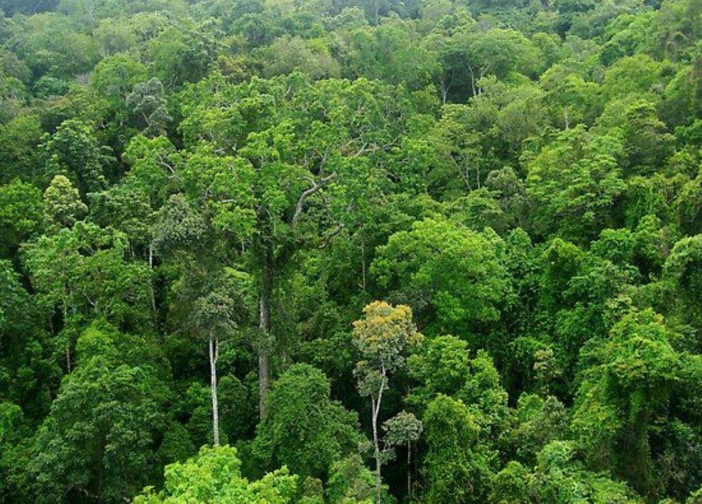 The earth breathes in forests: trees take in carbon dioxide and release oxygen; they slow the water running off the land, lifting it to the clouds. 
 - 