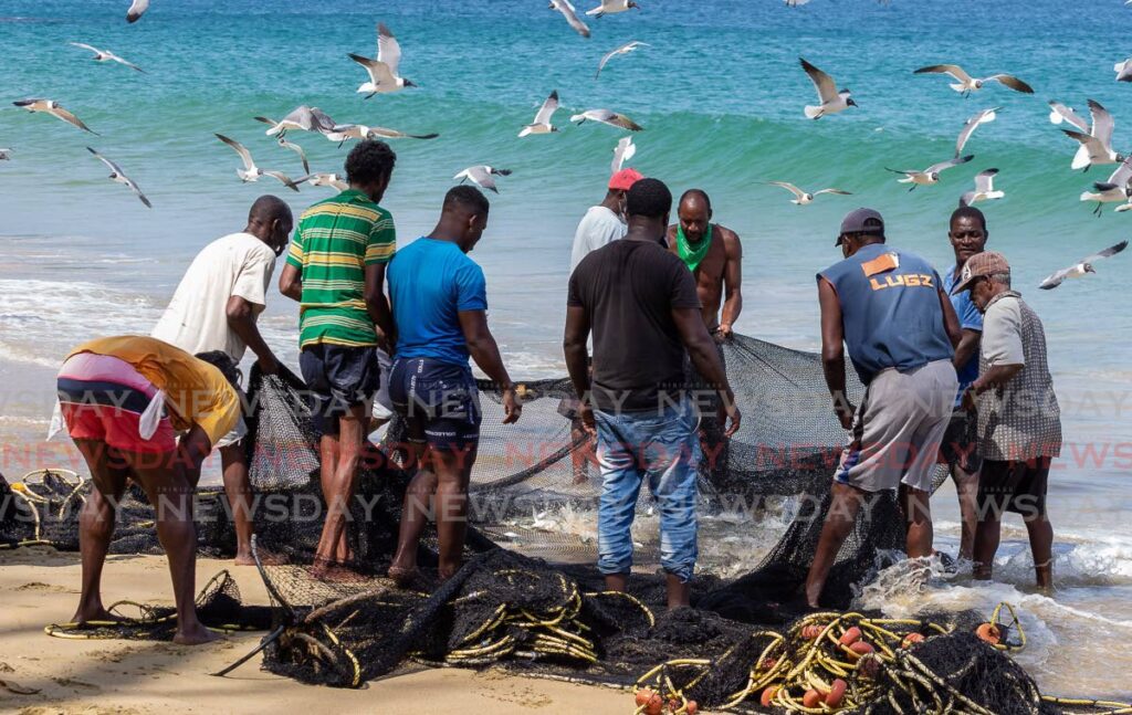 Fishermen check out their catch after pulling in their seine at Castara beach in 2022. - Photo by David Reid