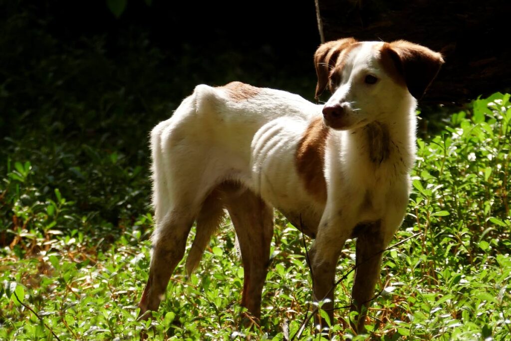 One of the two emaciated dogs which were dumped at Buccoo Bay, in Tobago recently.  - ELSPETH DUNCAN