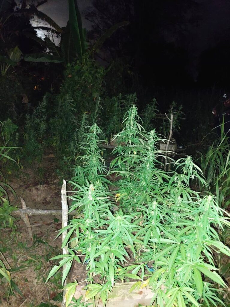 NIGHT TIME DISCOVERY: Police came across 225 marijuana trees on a piece of land off Railway Road West in San Pedro, Rio Claro during an exercise on Thursday. PHOTO COURTESY TTPS - 