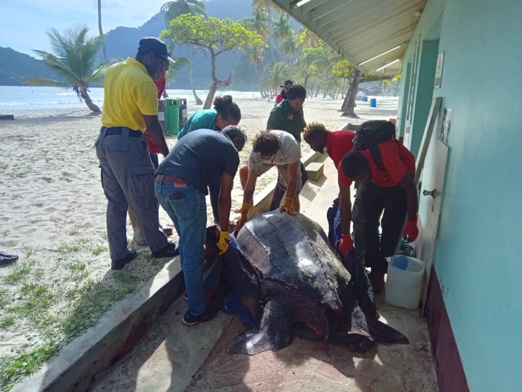 Members of the Las Cuevas Eco-Friendly Association assist with freeing a turtle which was trapped at Maracas Beach in March. - LAS CUEVAS ECO-FRIENDLY ASSOCIATION