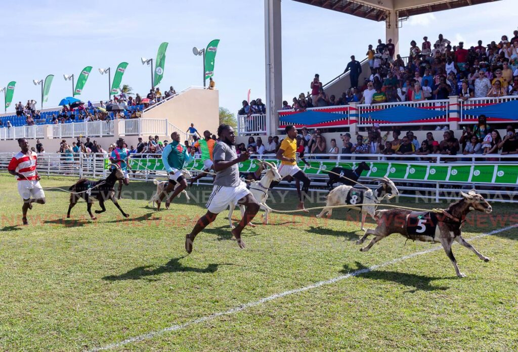 CLEAR WINNER: Miriam’s Memory (No.5) led by Callis McLetchie pulls away to win the B CLass in the Buccoo Goat Race at the Buccoo Facility in Tobago on Tuesday. Photo by David Reid 