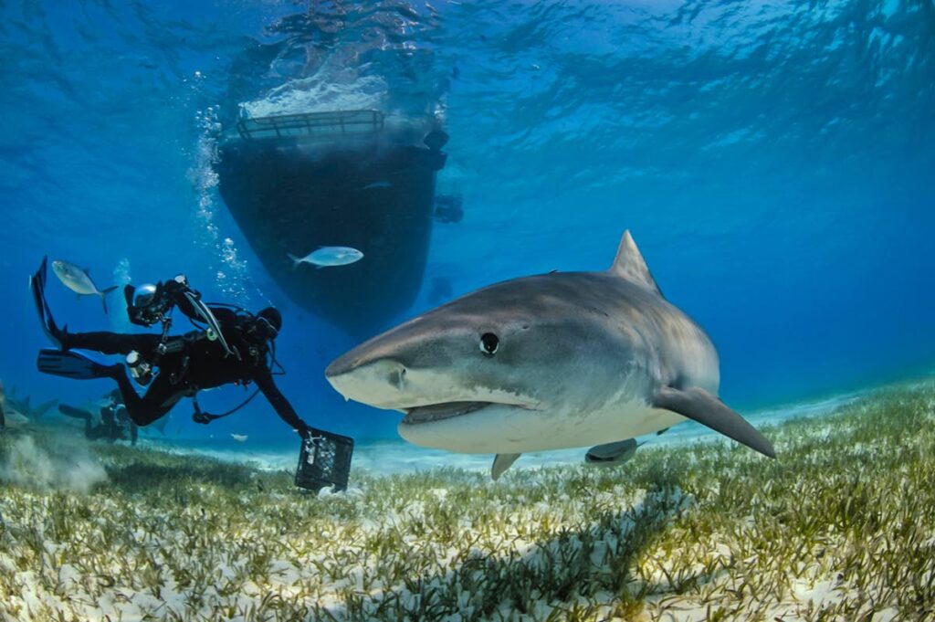 Diver with a shark in seagrass. Photos courtesy Ocean Image Bank - 