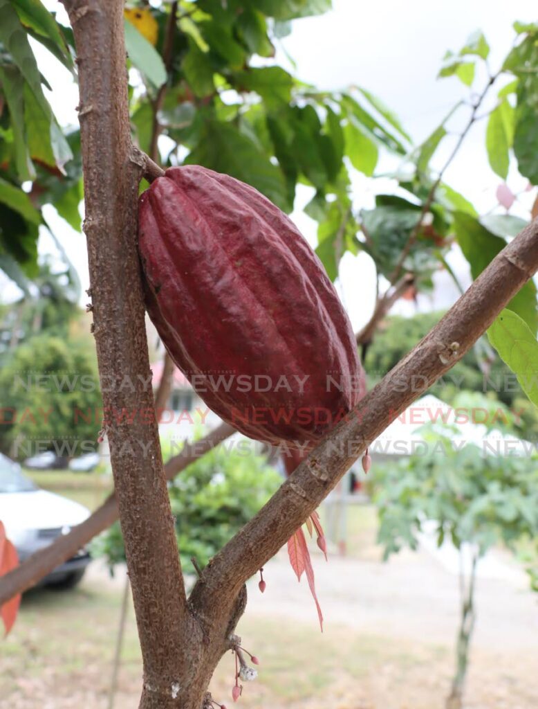 A cocoa pod on a tree at the UWI Field Station wheren the university launched at the Cocoa Research Centre on April 24. - ROGER JACOB