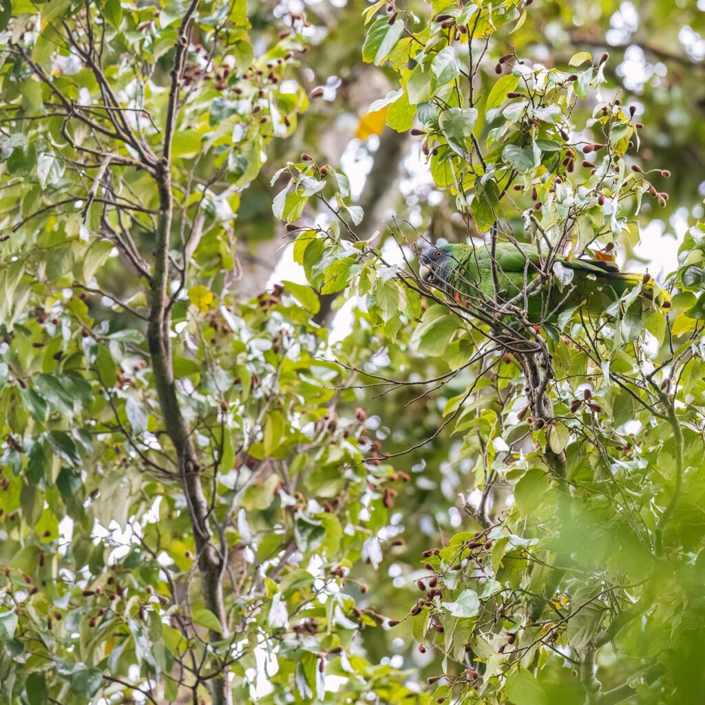 Even at relatively close range, parrots like this red-necked parrot are incredibly difficult to see despite their often gaudy plumage. - Faraaz Abdool